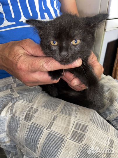 Отдам котят
