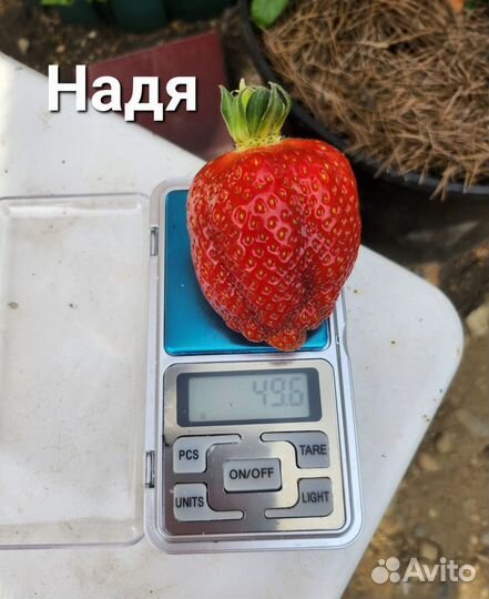 Рассада клубники. Более 70 сортов. Новинки 2023
