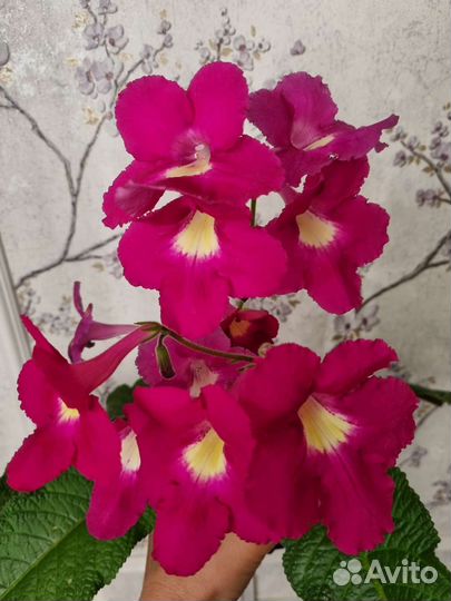 Стрептокарпус