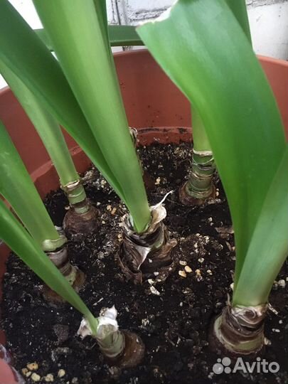 Амариллис гиппеаструм