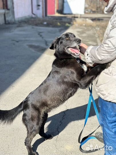 Собака в добрые руки