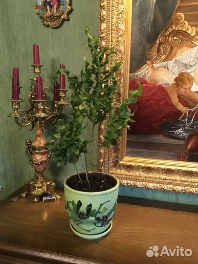 Папоротник Грин Вейв -зеленая волна + подарок цвет