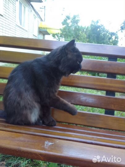 Черный, умный, красивый