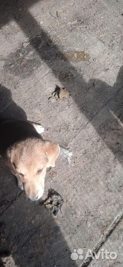 Собаки щенки