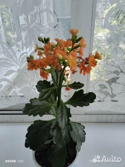 Каланхоэ оранжевый