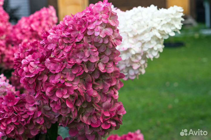 Гортензия, сирень