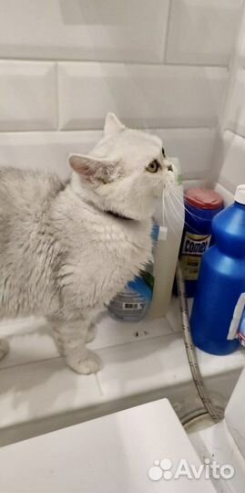 Кошка экзот или метис бесплатно