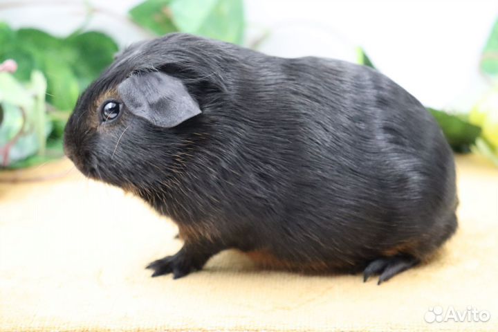 Морские свинки