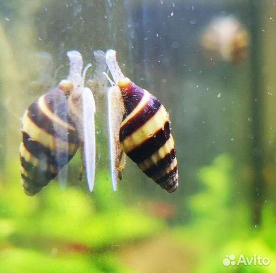 Улитка *хелена (Anentome Helena)