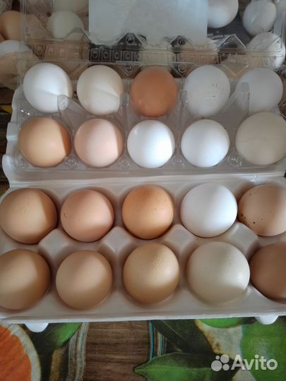 Домашние куриные яйца