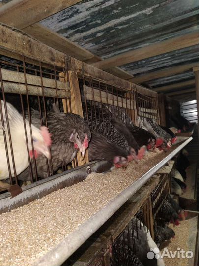 Куры доминант