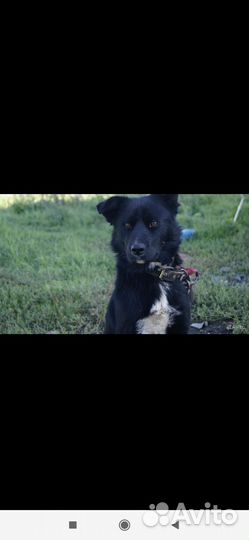 Собака девочка Дина в добрые руки бесплатно