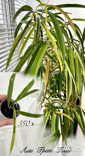 Фикусы, разные сорта