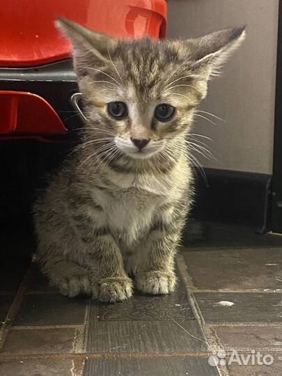 Отдам в добрые руки