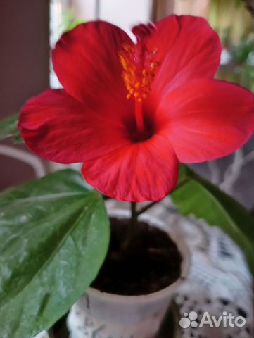 Гибискус комнатный красный цветок колокол