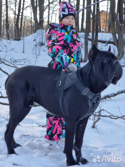 Кобель вязка Кане корсо