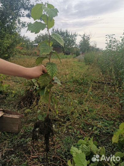 Саженцы фундука