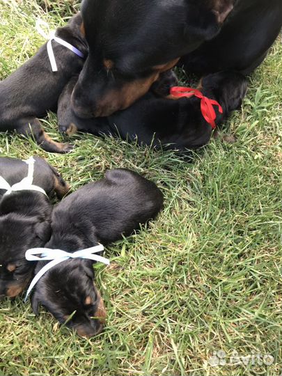 Щенки Доберманов