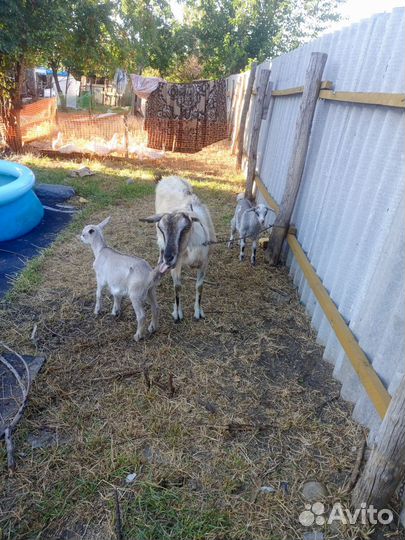 Коза дойная с козлятами