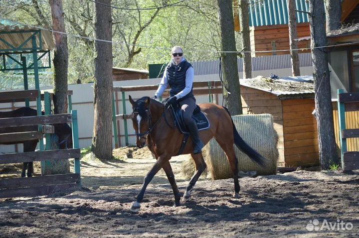 Аренда лошади