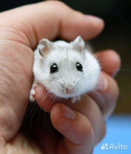 Джунгарский хомяк