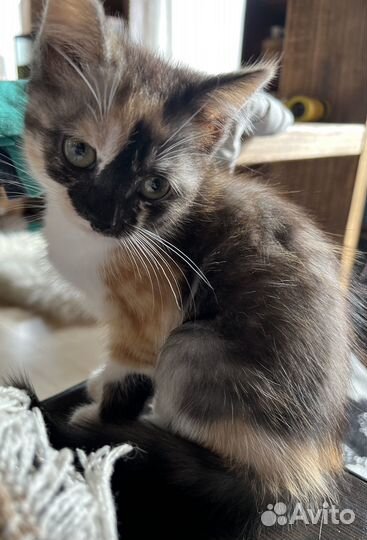 Животные в добрые руки