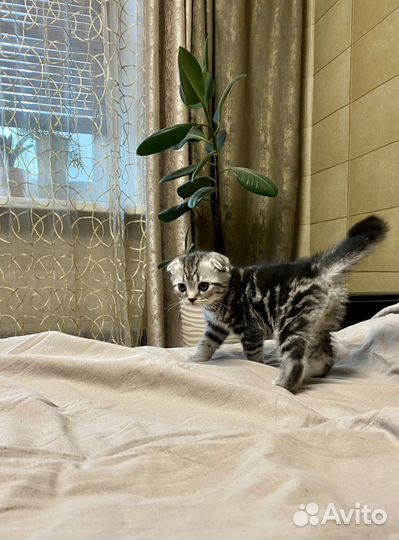 Шотландский вислоухий котенок
