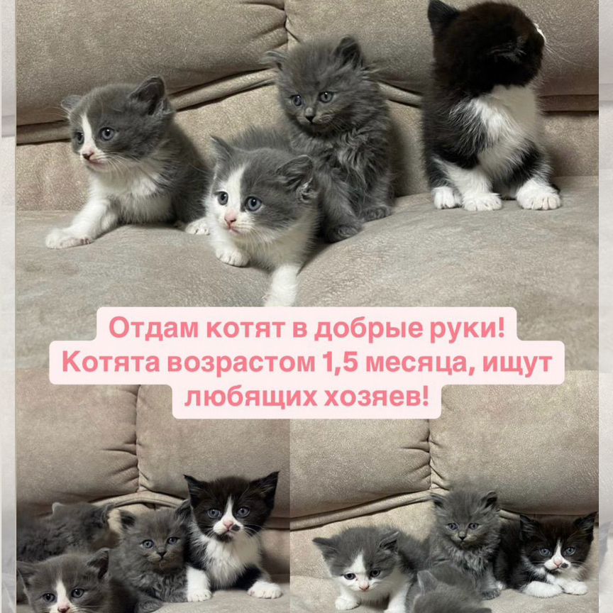 Домашние животные котята