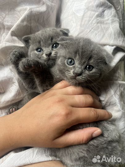 Вислоухие котята