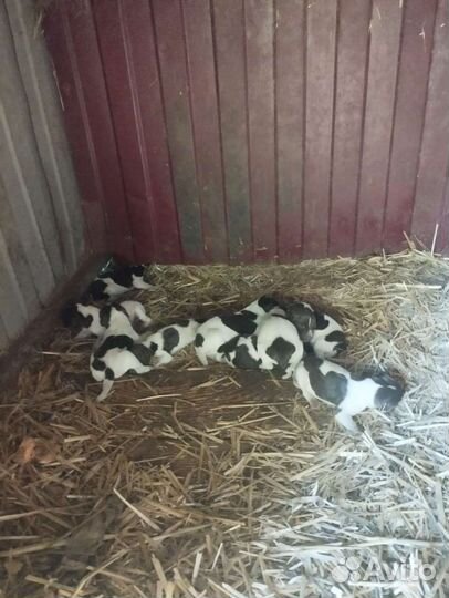 Щенки Курцхаар