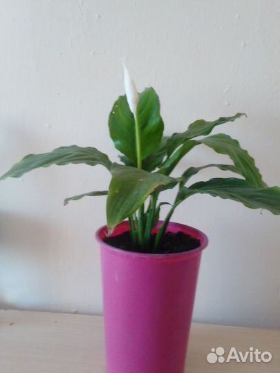 Спатифиллум