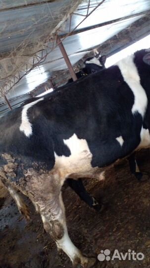 Быки на мясо