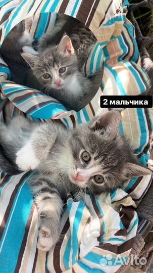 Котята в добрые руки