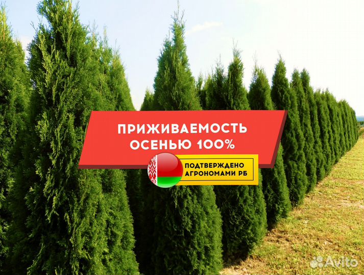 Туя Колумна