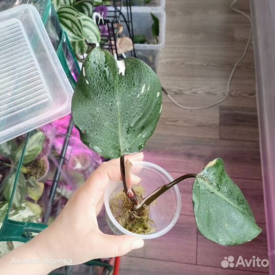 Филодендроны, монстеры