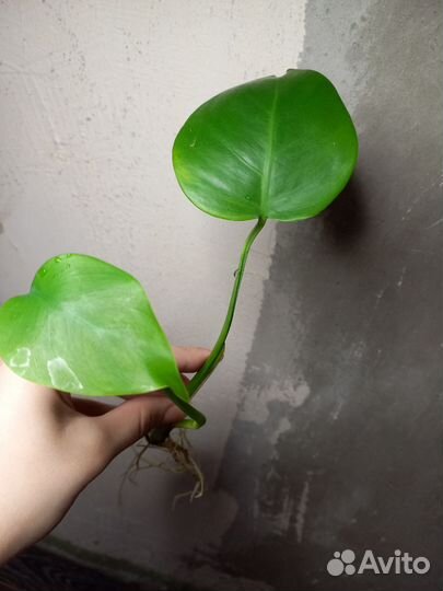Монстера черенки