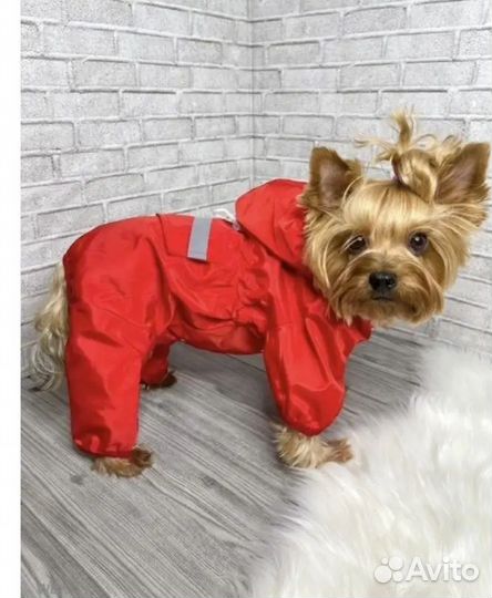 Дождевик для собаки (мальчика) новый и Шлейка