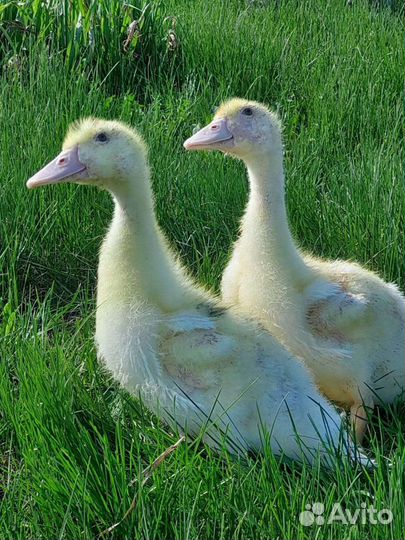 Цыплята бройлеры, утята, муларды