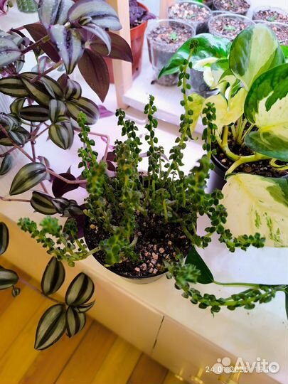 Переромия колумела (суккулент)