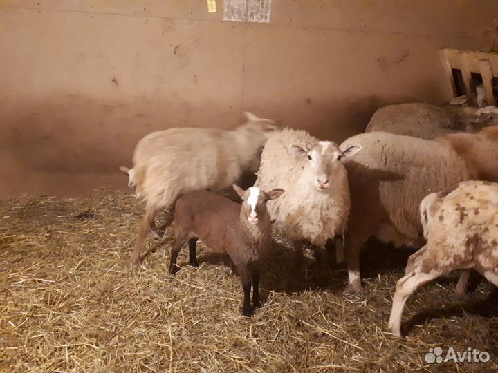 Овцы молодые на племя
