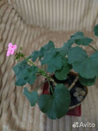 Пеларгония герань