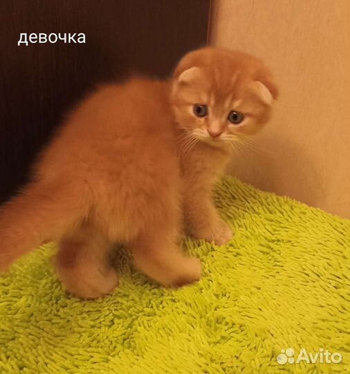 Шотландские рыжики