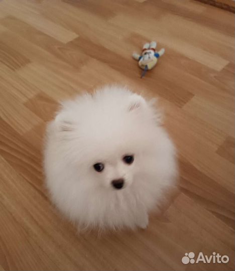 Померанский шпиц мини белый