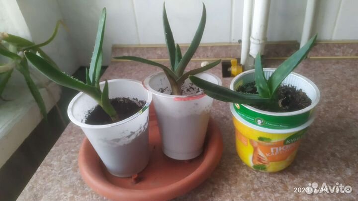 Домашние растения цветы