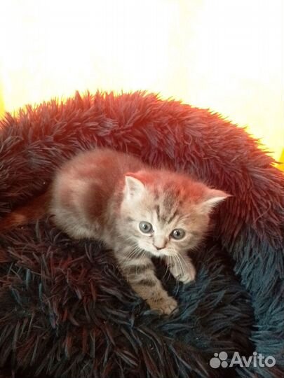 Шотландские прямоухие котята