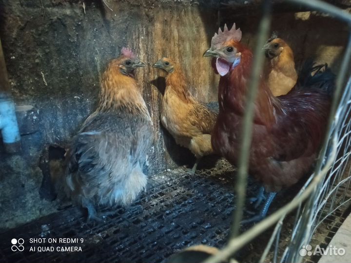 Куры петухи