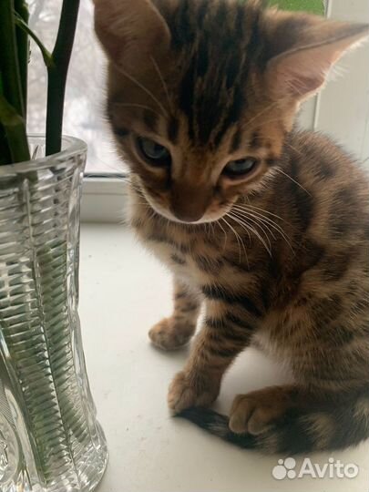 Бенгальская