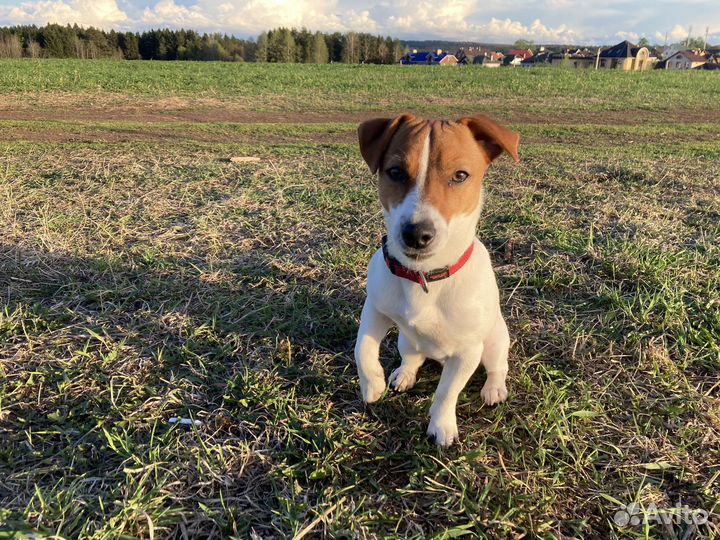 Случка собак