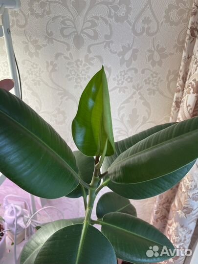 Фикус эластика робуста