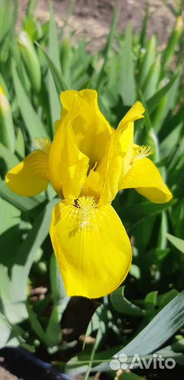 Ирис бордюрный (карликовый)